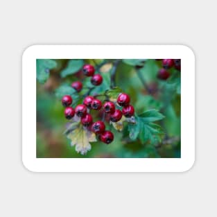 Ripe hawthorn berries Magnet
