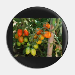 Date Tomatoes Ripening on Vine Pin