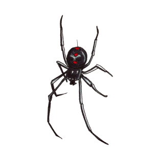 Black Widow Spider Decending T-Shirt