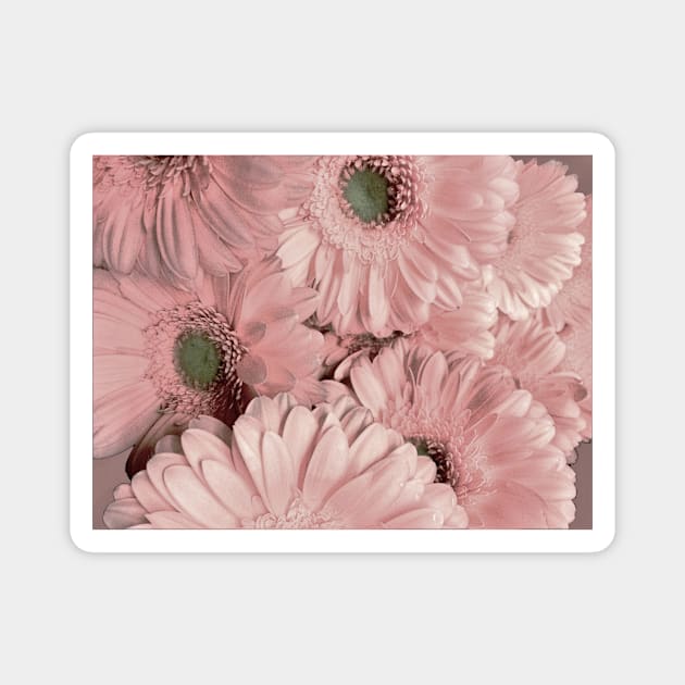 GERBERA,,,, Magnet by jacquline8689