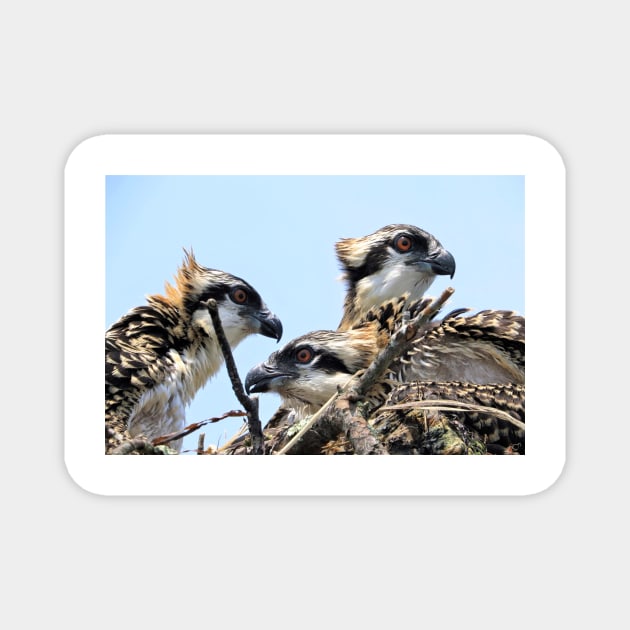 Osprey Family Magnet by allthumbs