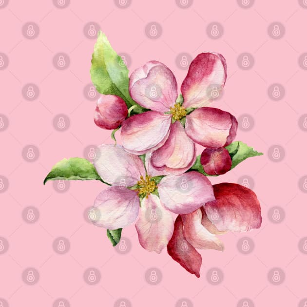 Late Spring Apple Blossoms by lauradyoung