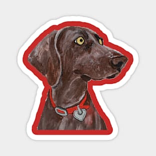 Bella Blue the Weimaraner over Red Magnet