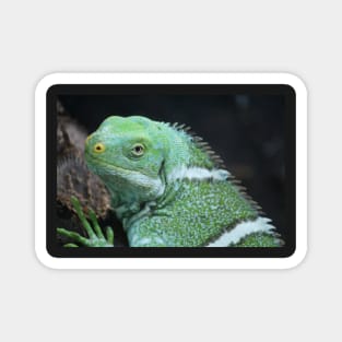 Fijian Crested Iguana Magnet