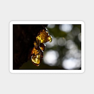 Beautiful Amber Photography Magnet