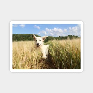 Happy Golden Retriever Magnet