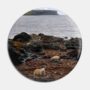 Sheep feeding on seaweed, Skye Pin