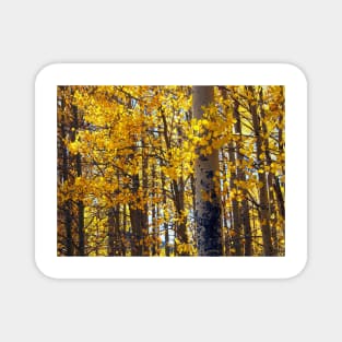 Colorado Aspen Trees in Fall Magnet