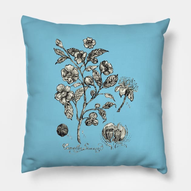 Botanical Illustration_Tea Plant. Pillow by FanitsaArt