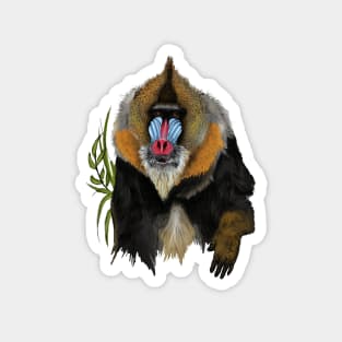 Mandrill Magnet