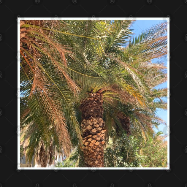 Pretty picture of a Palm Tree. Pretty Palm Trees Photography design with blue sky by BoogieCreates