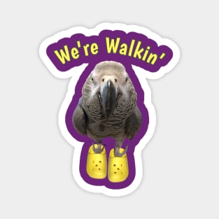 African Grey Parrot Walking Exercise Magnet