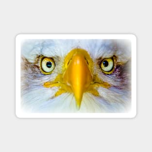 Bald eagle head Magnet