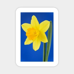 Narcissus  &#39;Armada&#39;   Division 2 Large-cupped Daffodil Magnet