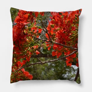 Flamboyant Pillow