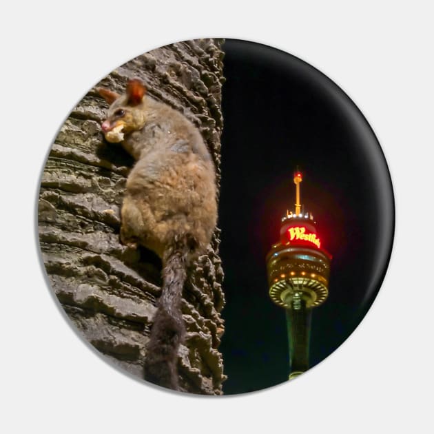 Brushtailed Possum in Hyde Park, Sydney, NSW, Australia Pin by Upbeat Traveler