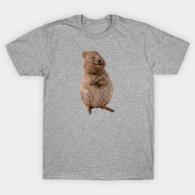 Cute Quokka