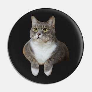 cat chilling Pin