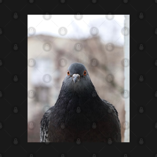 Pigeon by human_antithesis