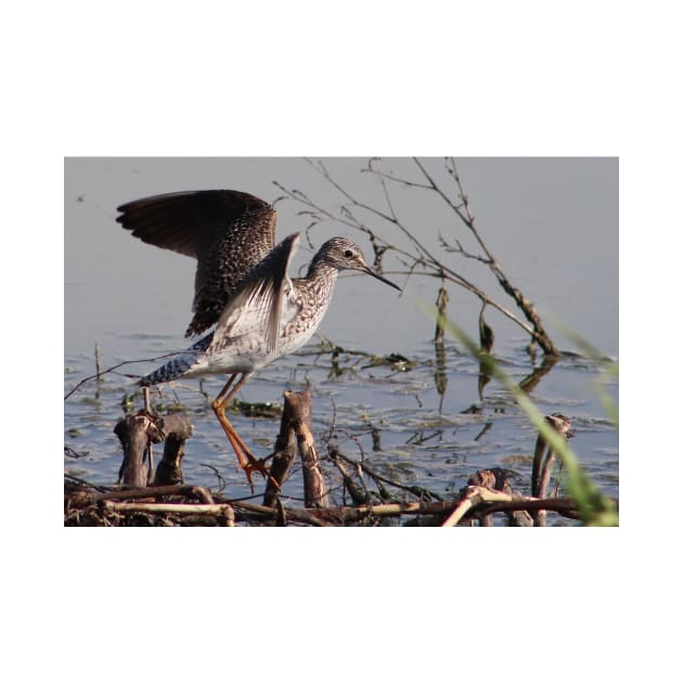 Shorebird Taking Flight by Judy Geller