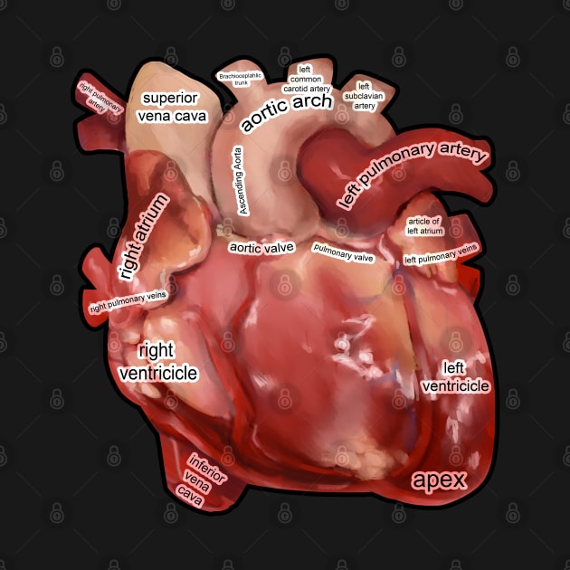 Anatomy of the  Human Heart by KO-of-the-self