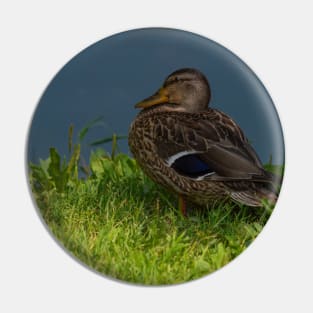 Duck in the grass Pin