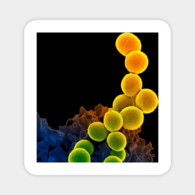 Neutrophil engulfing MRSA, SEM (C018/8597) Magnet by SciencePhoto