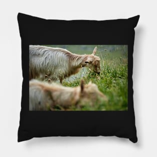 Goats on mountain Pillow