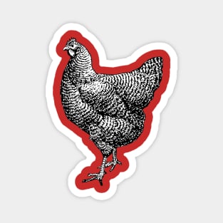 Vintage Barred Plymouth Rock Chicken Hen Magnet