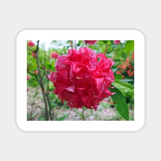 Red Azalea Flowers Magnet