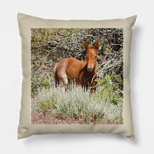 Wild Horse, foal, wildlife, Precious Babe Pillow