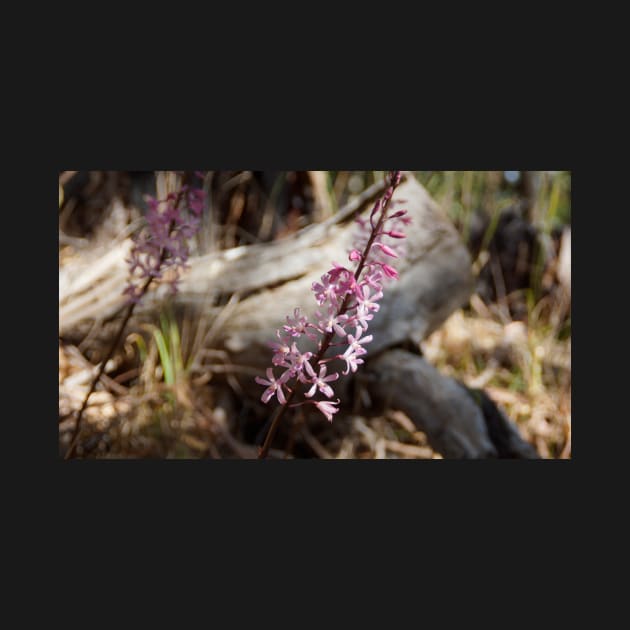 Hyacinth Orchids - Magpie Springs - Adelaide Hills - Fleurieu Peninsula - South Australia by MagpieSprings