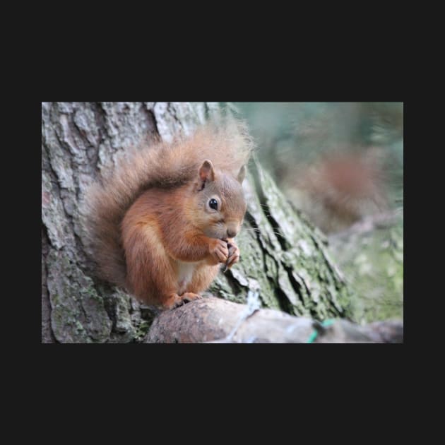 Red squirrel by orcadia