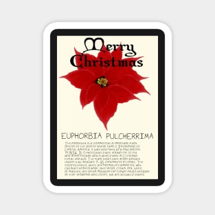 Red Poinsetta Genus Christmas Card Magnet