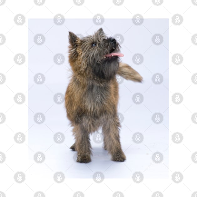 Cairn Terrier 2 by Avalinart