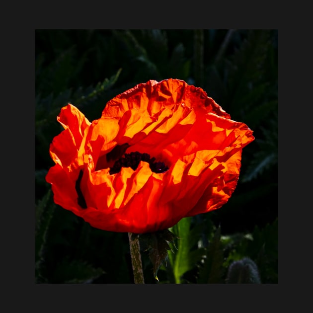 Red poppy blossom highlighted by the morning sunshine by Steves-Pics