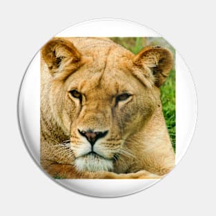 kli lioness Pin