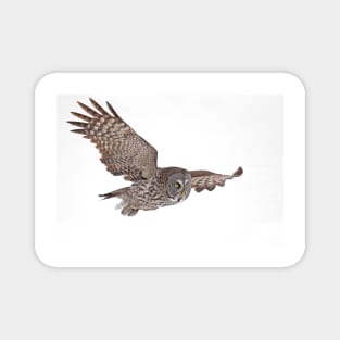 In Flight - Great Grey Owl Magnet