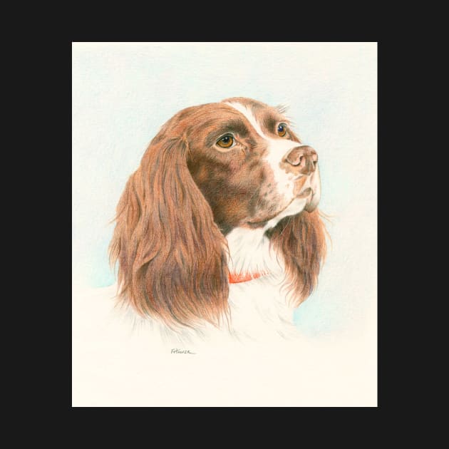 Springer spaniel by fionahooperart