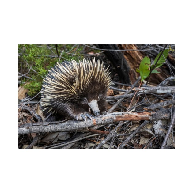 Echidna Encounter by Geoff79