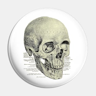 Victorian Anatomy Skull Pin