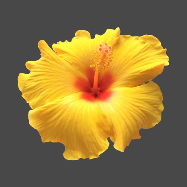 Yellow and Red Hibiscus by StevenElliot