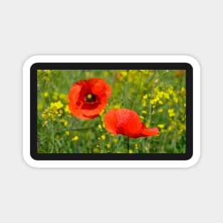 Wild Red Poppies Magnet