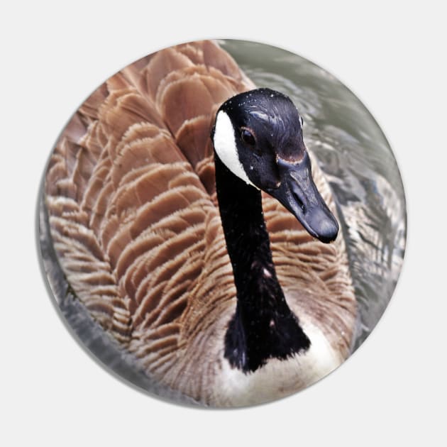 Canada Goose Up Close Pin by Viking Visual - Lori Svensen