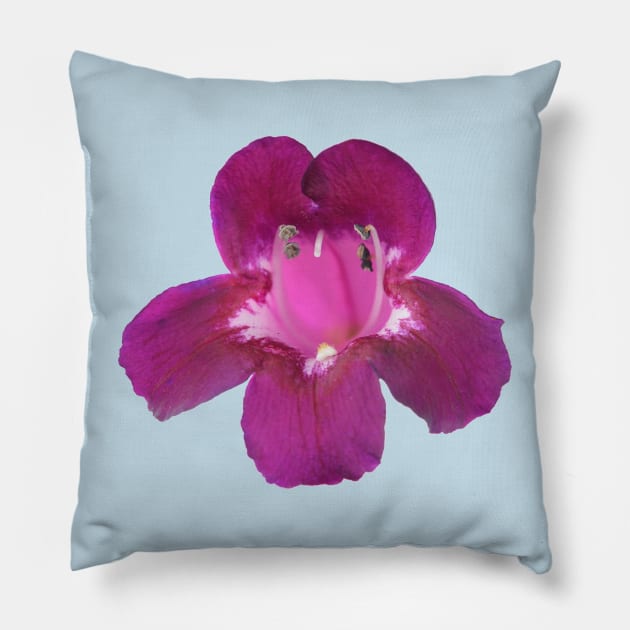 Penstemon  &amp;#39;Pensham Plum Jerkum&amp;#39;  Beard tongue Pillow by chrisburrows