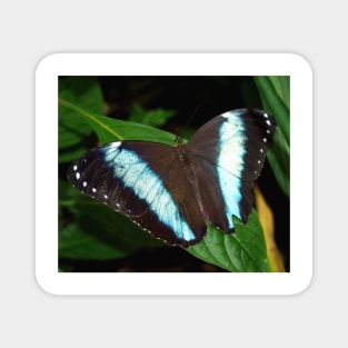 Blue Striped Butterfly Magnet