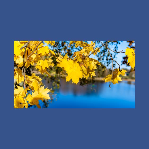 Yellow maple leaves in autumn season by lena-maximova