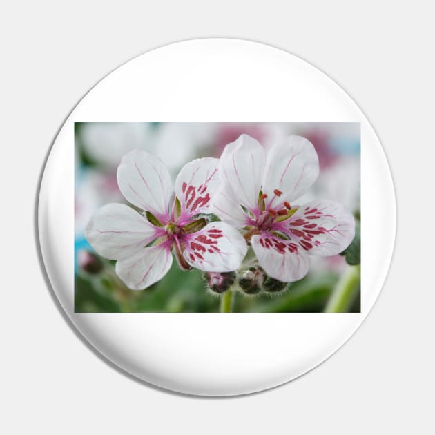 Erodium pelargoniiflorum  'Sweetheart'  Heron's bill  Stork's bill Pin by chrisburrows