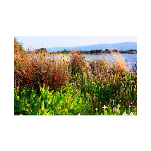 Wild Meadow by the Lake. Shoreline Park 2011 by IgorPozdnyakov