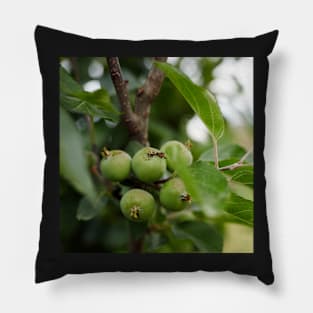Green unripe apples Pillow